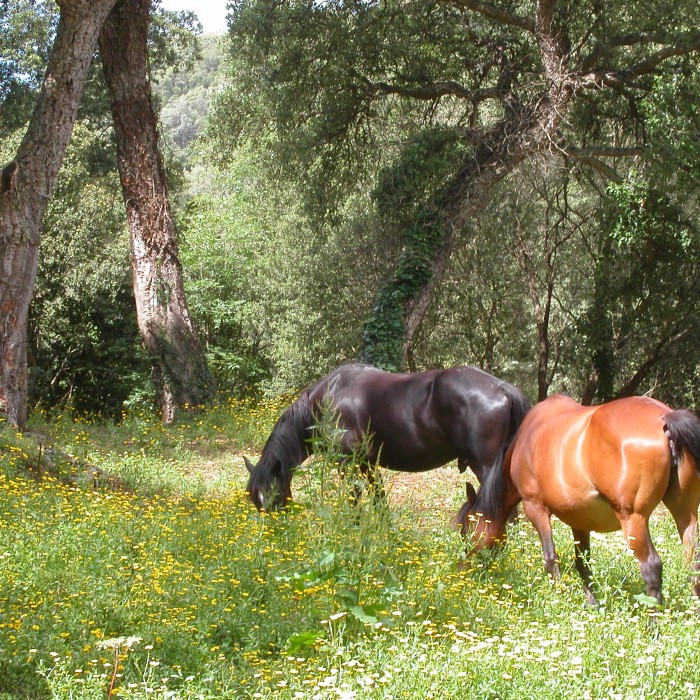Photo de Domaine de Croccano 